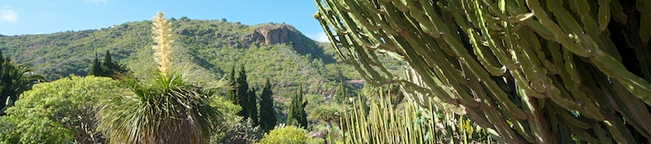 720-jardin-botanico-las-palmas-1.jpg